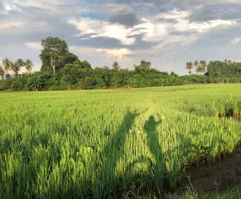 George Town: Morgendliche Radtour durch die Landschaft von Balik Pulau