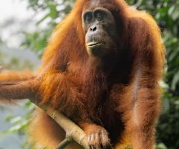 Bukit Lawang: vierdaagse jungletrek met orang-oetans spotten