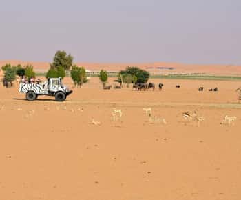 Riyadh: Open-Topped Vehicle Safari at Nofa Wildlife Park