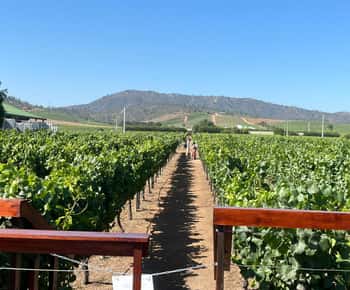 Valparaíso to Casablanca: wine tour with premium tasting and transportation