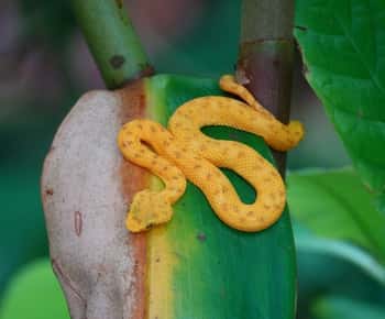 Cahuita: Guided Hike Through Cahuita National Park