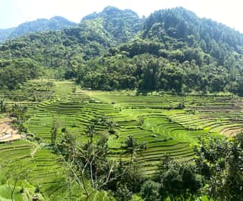Selogriyo Temple Rice Terraces Private Tour with Local Lunch