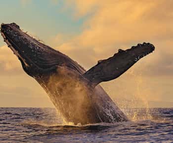 Uvita: Excursión de Avistamiento de Ballenas y Delfines - Bahía Ballena