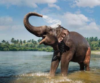 Exclusief, Periyar Wildlife Overnachtingstour met gids