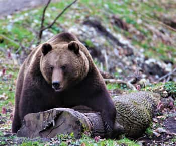 From Brasov: Brown Bear Watching in the Carpathian Mountains