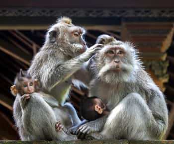 Ubud: Wycieczka piesza z Campuhan Ridge i Małpim Lasem