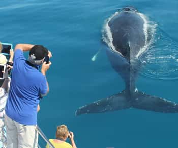Hervey Bay: 3/4 Day Whale Watching Cruise with Lunch