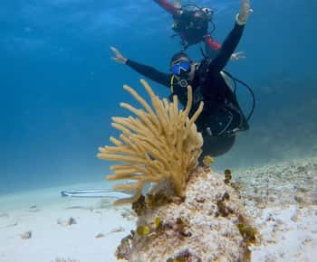 Puerto Morelos: 2-Tank Dive in a Protected Marine Park