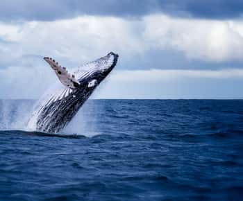 Akureyri: Whale Watching Shore Excursions
