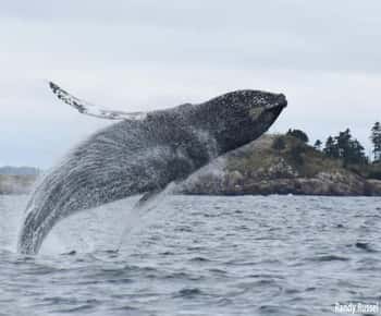 From Saint John: Saint Andrews Whale Watching Tour