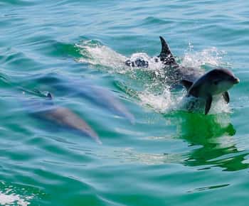 Tarpon Springs: Evening Dolphin Cruise