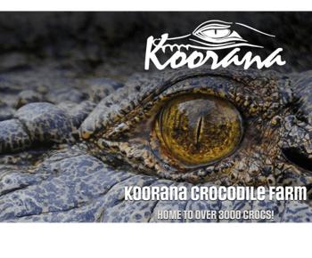 Rockhampton: Koorana Crocodile Farm Guided Tour