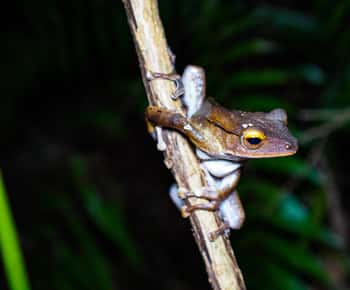 Passeggiata notturna nella giungla - Esplora la natura notturna di Phong Nha