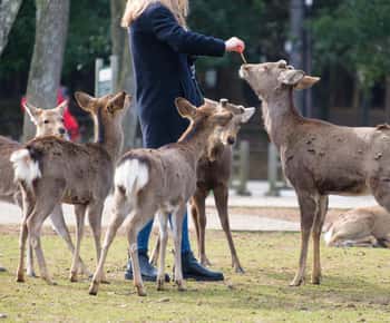 Nara: disfruta de lo mejor de Nara en 3 horas.
