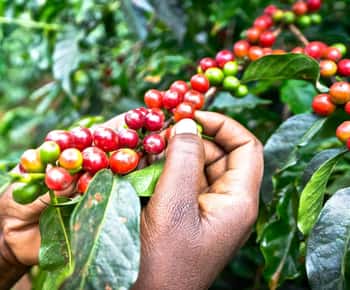 Fairview Estate Coffee Farm Half Day Tour