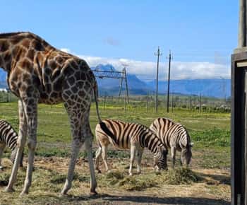 CT: Casa de jirafas, leones, leopardos, tigres y cata de vinos.
