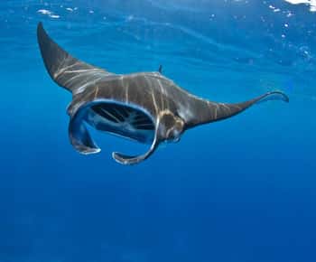 From Lembongan: Manta Point Snorkeling & West Penida Tour