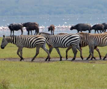 Nairobi: Lake Naivasha Boat Ride and Crescent Island Tour