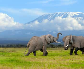 Day Trip: Amboseli National Park & Maasai Village – Nairobi