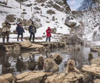 From Tokyo: Private Tour Snow Monkey Park & Zenko-ji Temple
