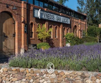 Experiencia sensorial de cata de vinos en el Viñedo San Lucas