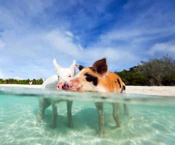 Nassau: 3 Islands Tour, Snorkel, Pig Beach, Turtles & Lunch