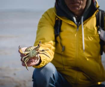 Sylt: Caminhada guiada no lodaçal da ilha