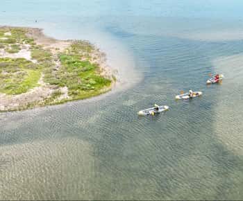 San Diego: tour in kayak alla scoperta della fauna selvatica cristallina