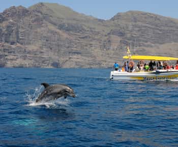 Los Gigantes: Dolphin & Whale Watching Cruise with Swim Stop