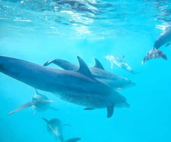 Snorkeling and swimming with dolphins at mnemba island