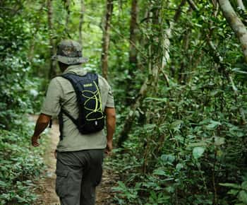 Khao Sok: Privat dagtrekking, junglemiddag og nattesafari
