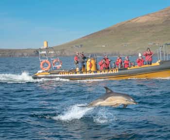 Dingle: Sea Safari by RIB Boat