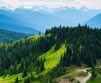 Seattle: Olympic National Park Full-Day Tour & Scenic Ferry