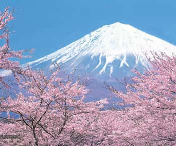 Tokyo to Mt. Fuji area/Kawaguchiko transfer service