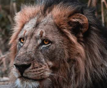 Schotia Private Game Reserve Safari