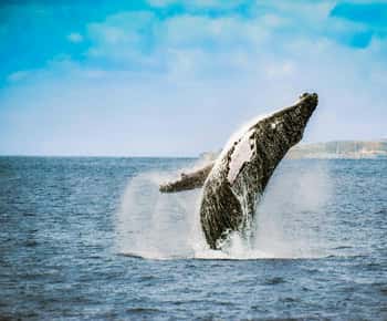 From Ponta Delgada: Whale and Dolphin Watching Trip