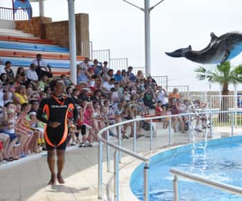 Alanya: biglietto per lo spettacolo dei delfini e delle foche con trasferimenti in hotel