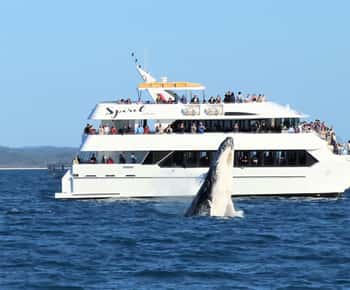 Hervey Bay : Croisière observation des baleines d'une demi-journée