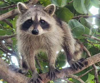 Raccoon Island: Exploration on SUP/Kayak