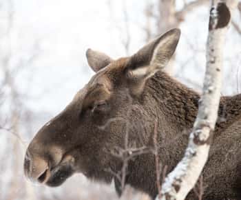 Abisko: Wilderness Snowshoe Hike