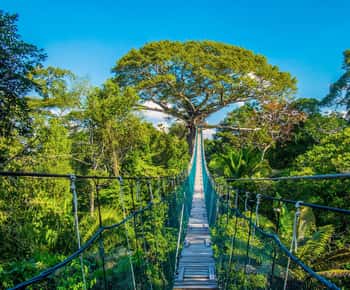 Iquitos: Full Day Tour in the Jungle | Amazon Safari