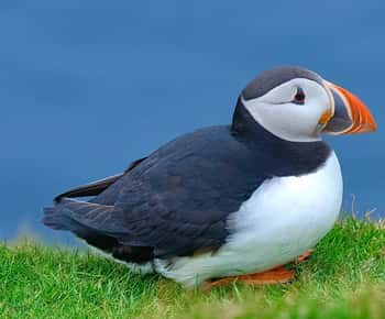 De Edimburgo: 6 dias de exploração de Shetland e Nothernmost