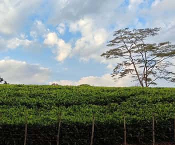 Nairobi: Kiambethu Tea Farm Day Tour with Lunch