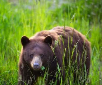 Whistler: Morning with the Bears Land Rover Scenic Tour