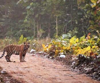 Национальный парк Раджаджи из Чандигарха в тот же день