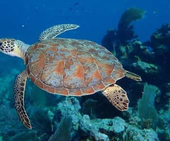 Key Largo: Snorkeling Trip