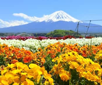 Tour privato di un'intera giornata al Monte Fuji da Tokyo/Yokohama (personalizzabile)