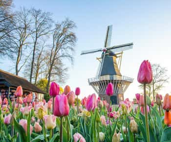 Amsterdam: Tour guidato dal vivo di Keukenhof e Zaanse Schans