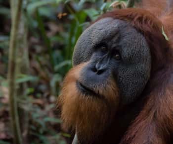 2 Dagen 1 Nacht Orang Oetan Trek Bukit Lawang
