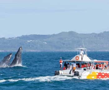 Samana: Whale Watching and Cayo Levantado Full Day Tour